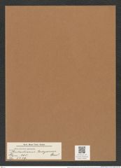 Stictodiscus buryanus Grev. (de-Toni-Nr.: Genus 205, Species 5219) Zeichnungen Sammlung Grunow Mappe 04991 (Herbarium_W_Grunow_drawings_Folder_04991)